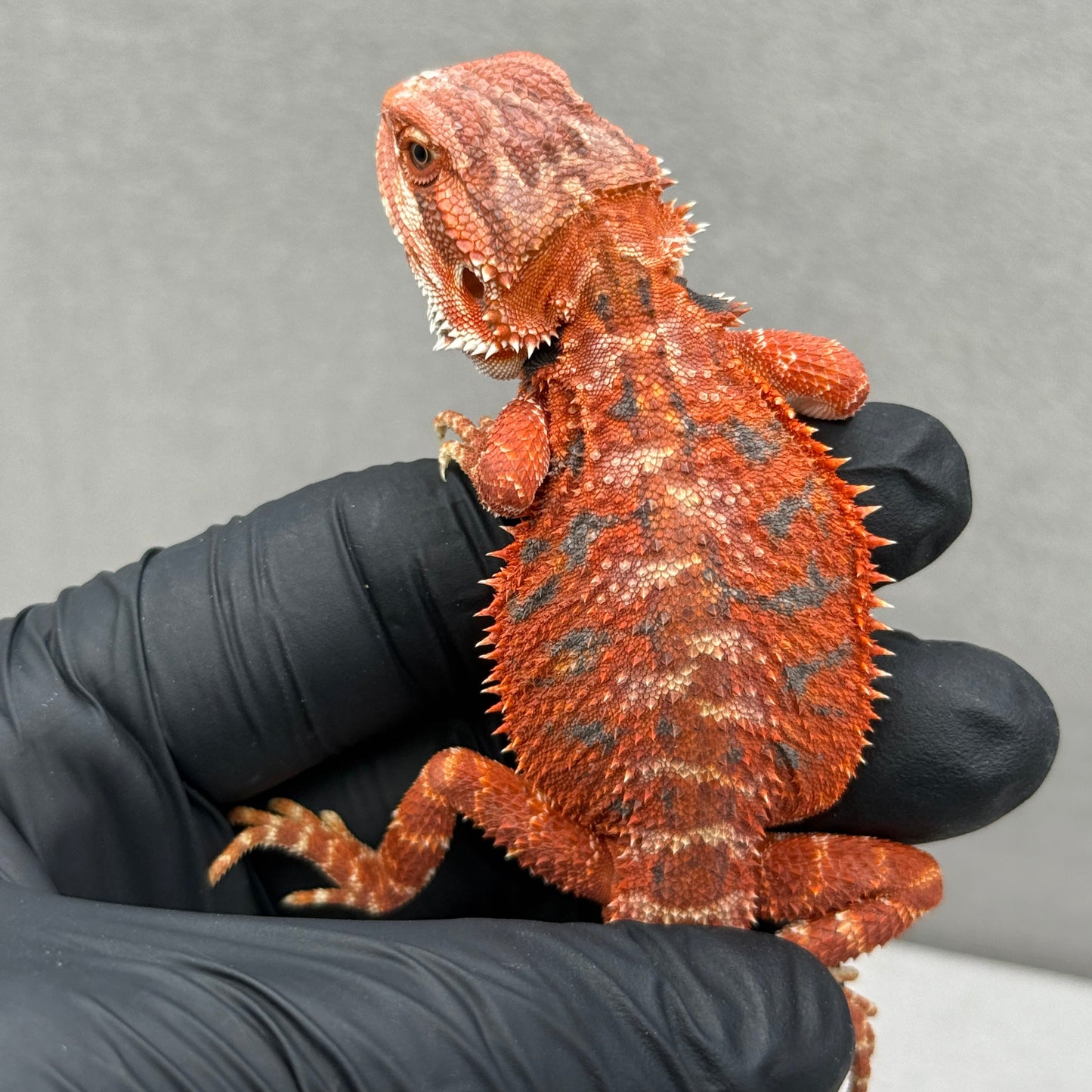 Hypo 75% Red Monster Bearded Dragon 205