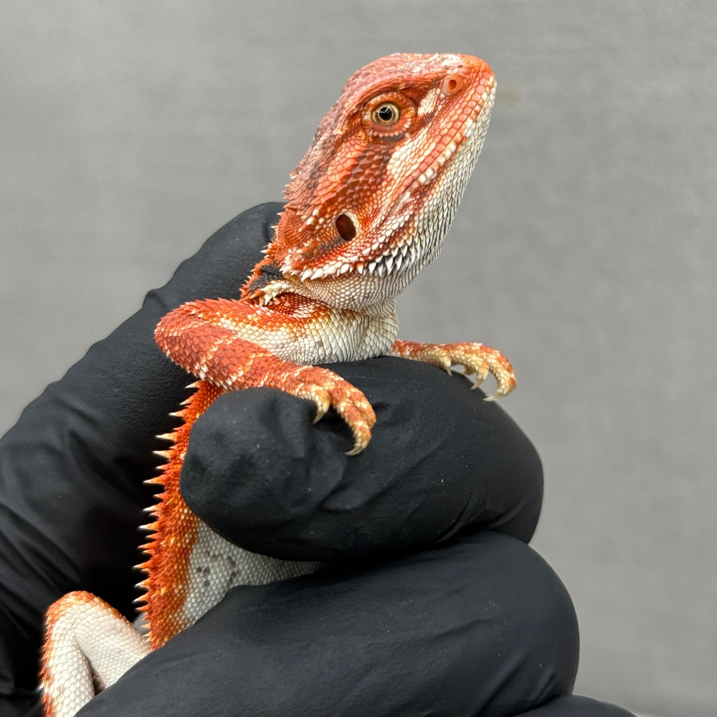 Hypo 75% Red Monster Bearded Dragon 205