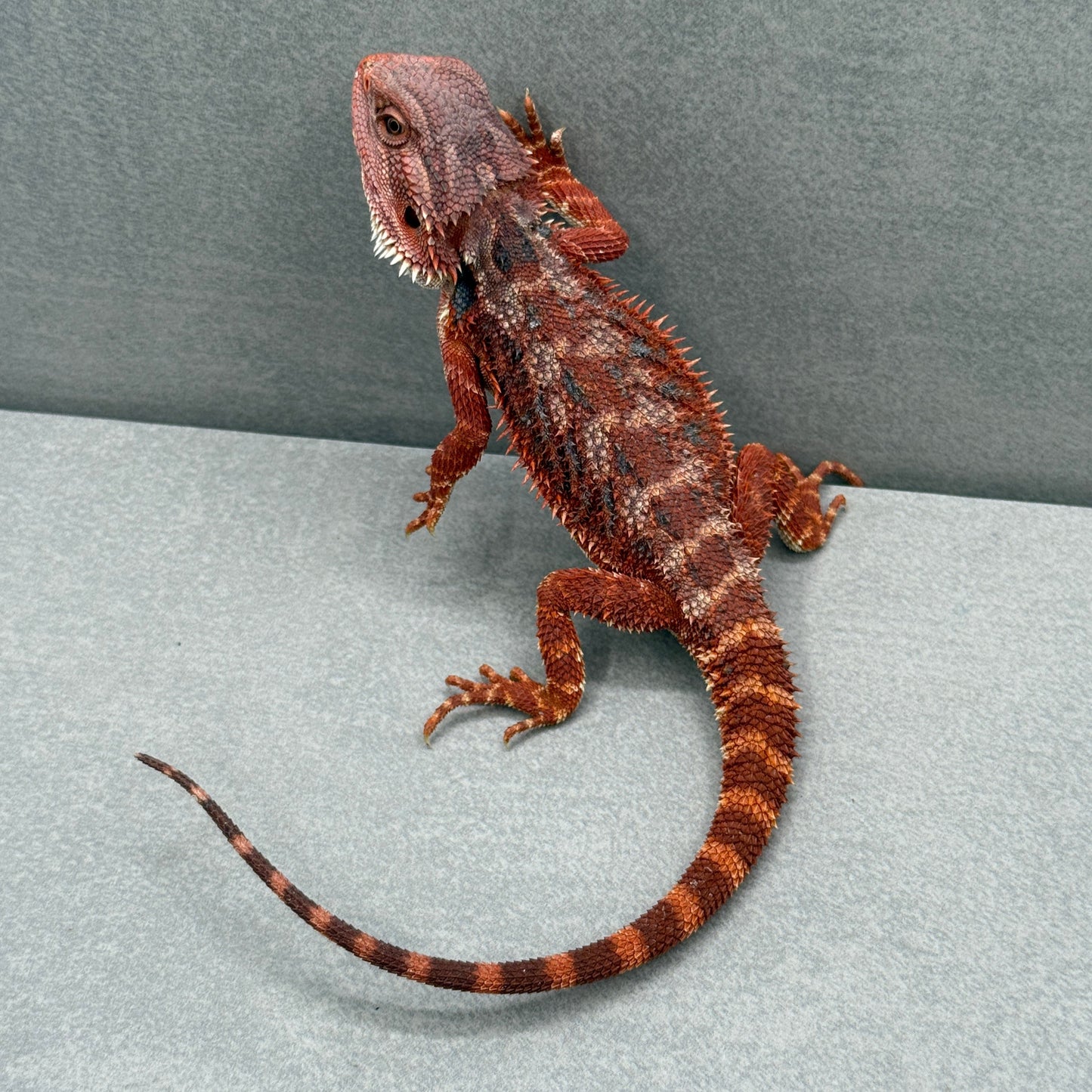 Hypo 75% Red Monster Bearded Dragon 208