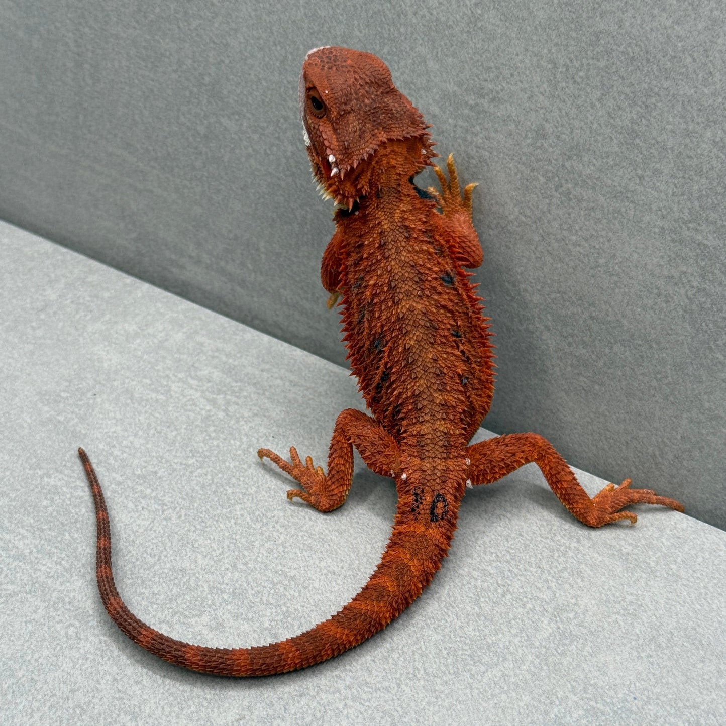Hypo Trans Bearded Dragon 210