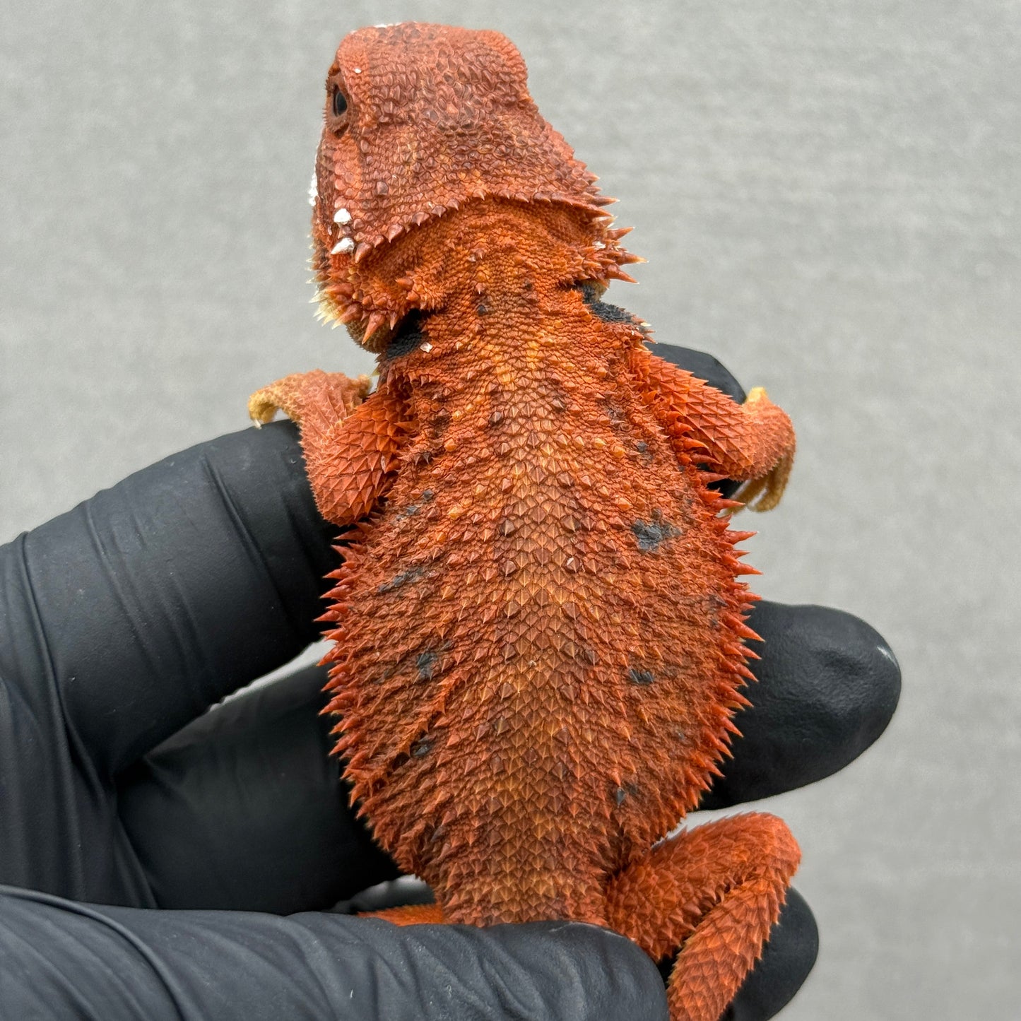 Hypo Trans Bearded Dragon 210