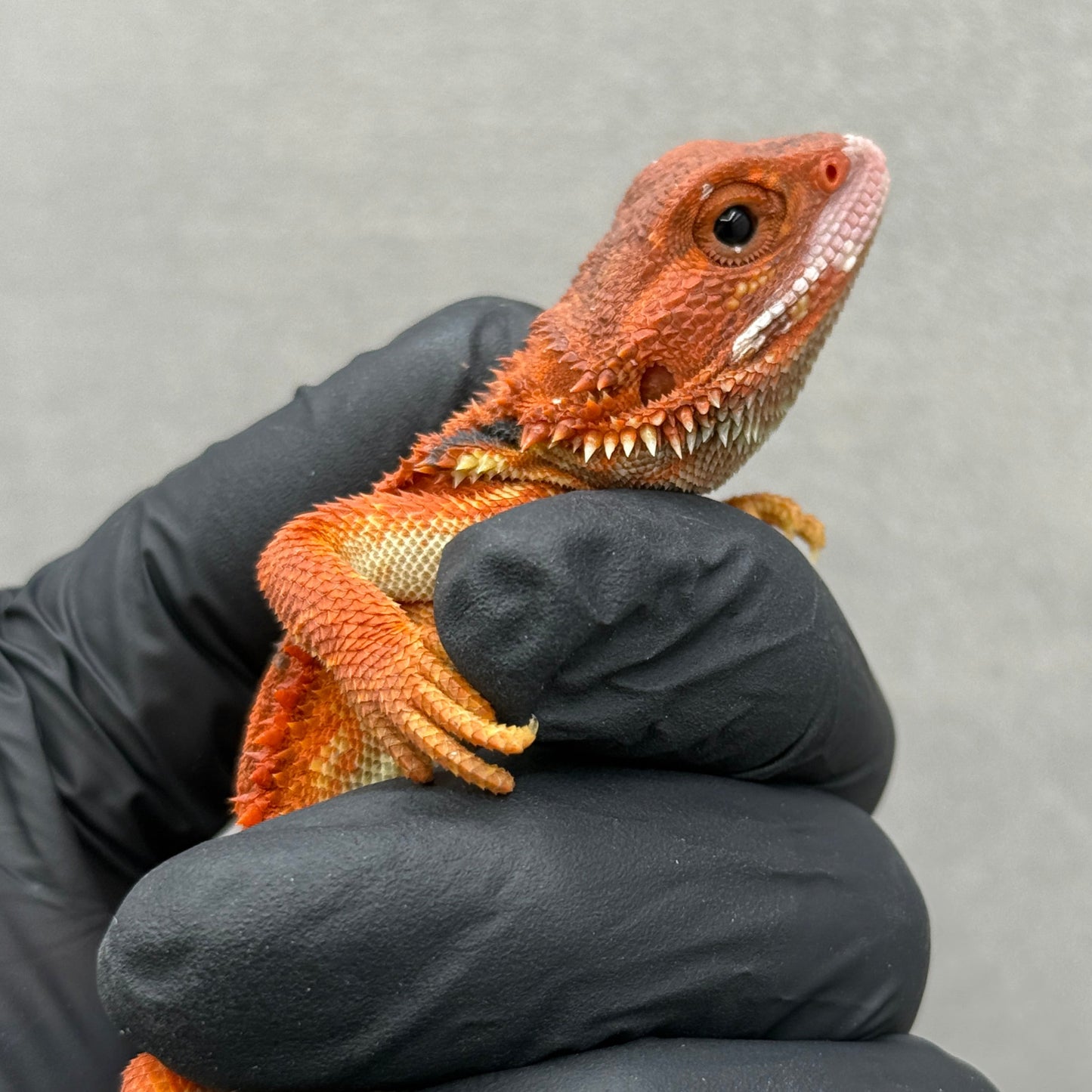 Hypo Trans Bearded Dragon 210
