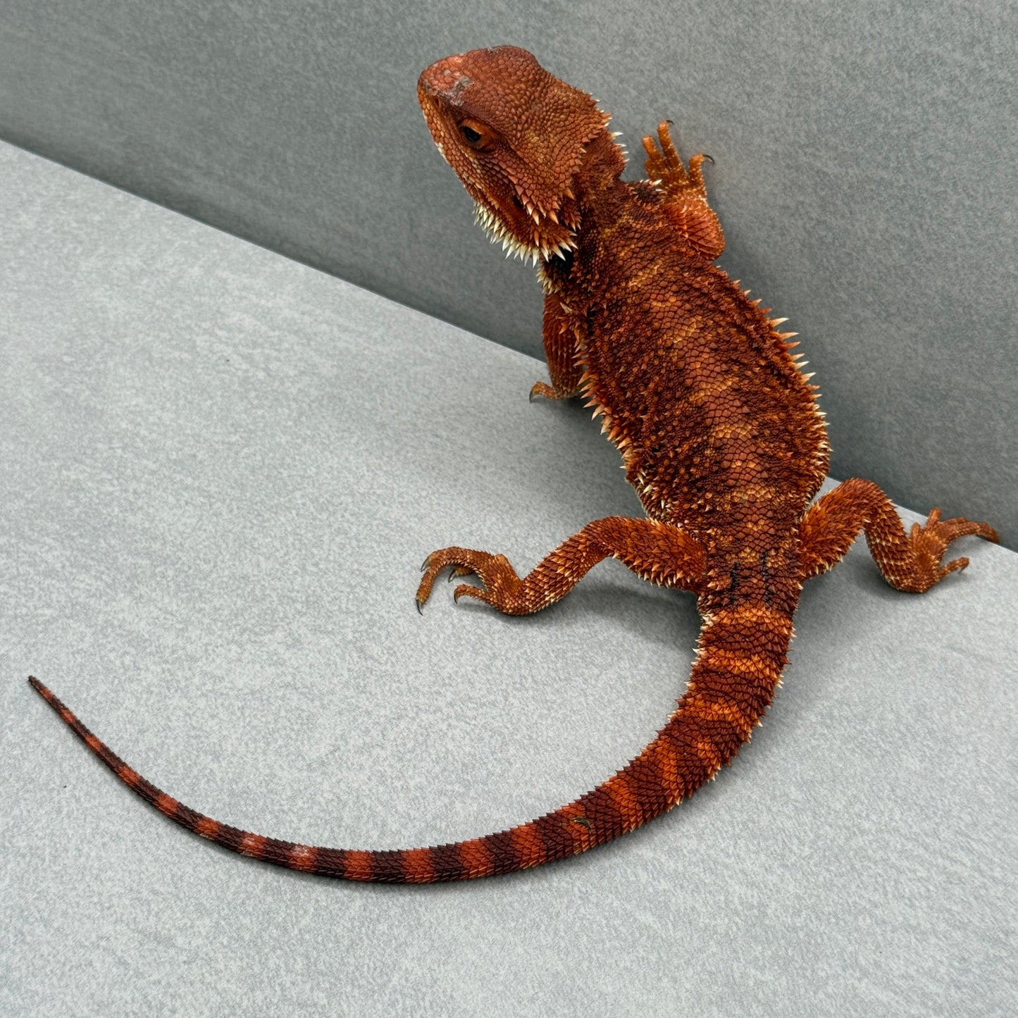 Red Bearded Dragon 211