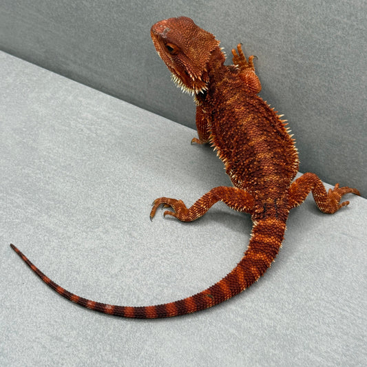 Red Bearded Dragon 211