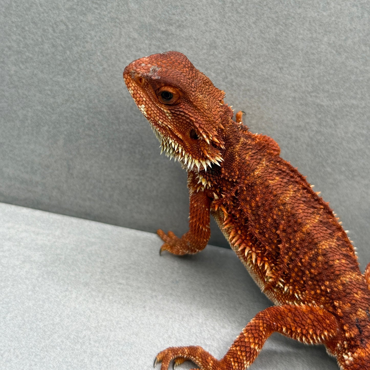 Red Bearded Dragon 211