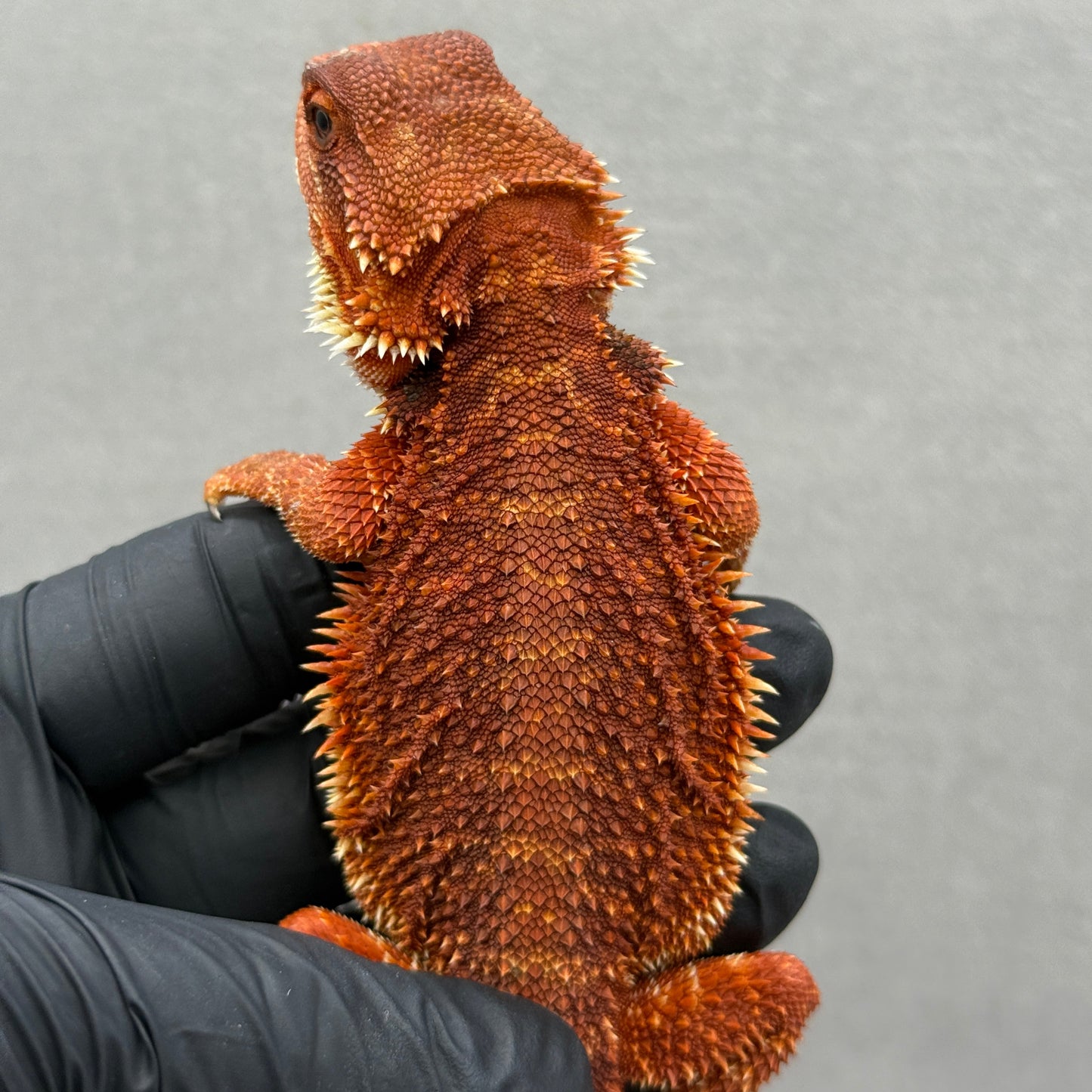Red Bearded Dragon 211