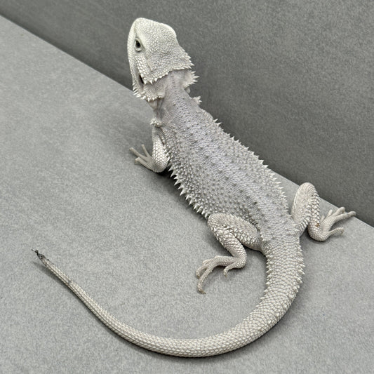 Hypo Zero Bearded Dragon 213