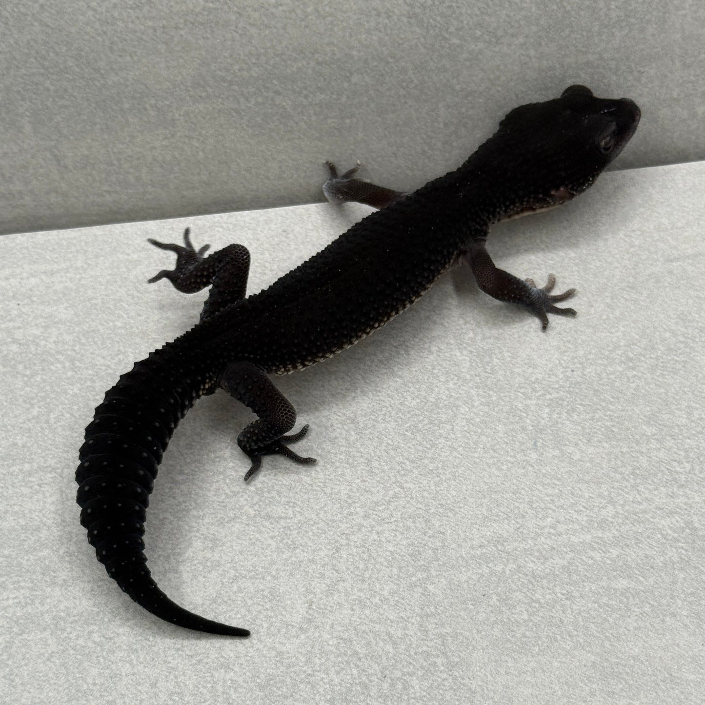 (MALE) Black Night Leopard Gecko 216