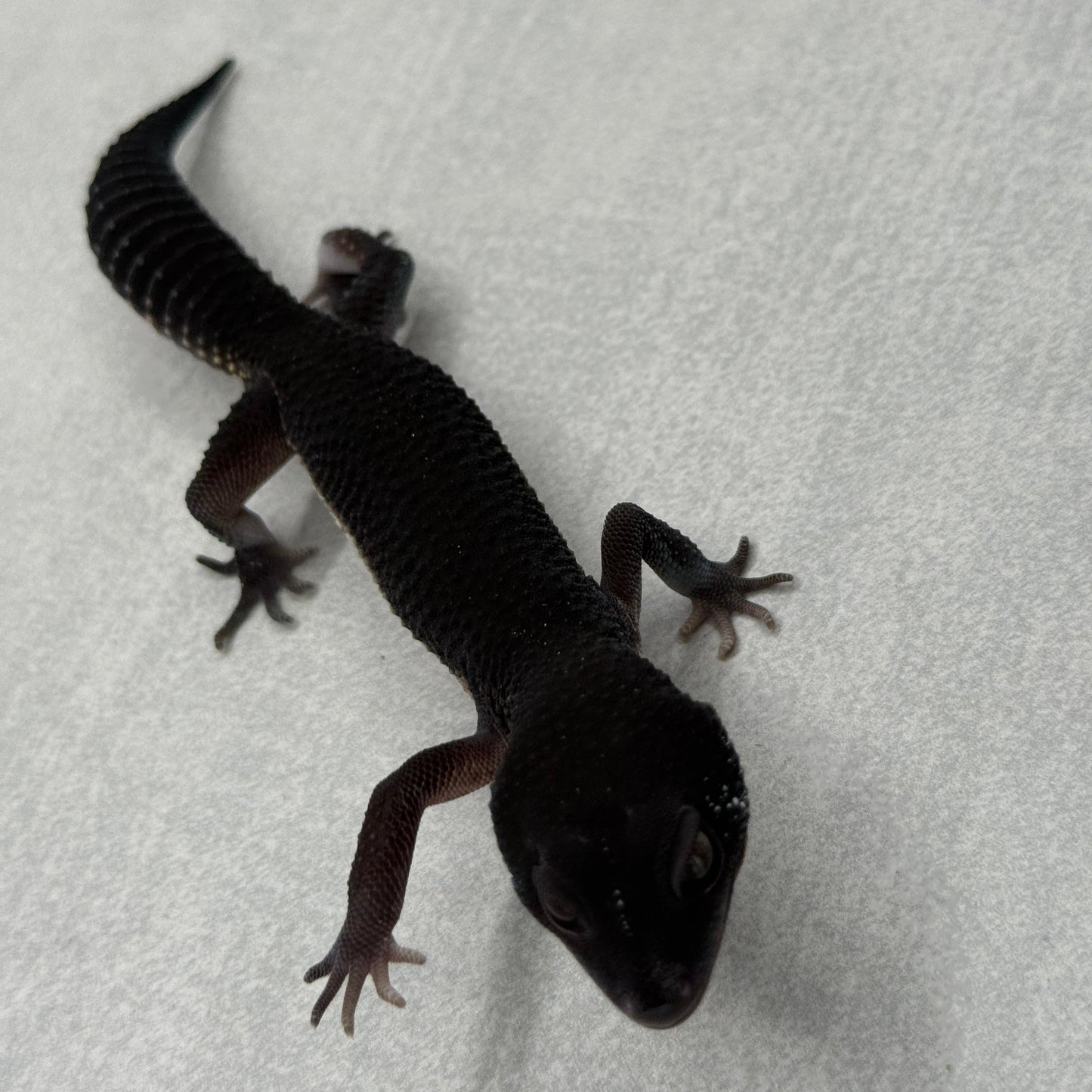 (MALE) Black Night Leopard Gecko 216
