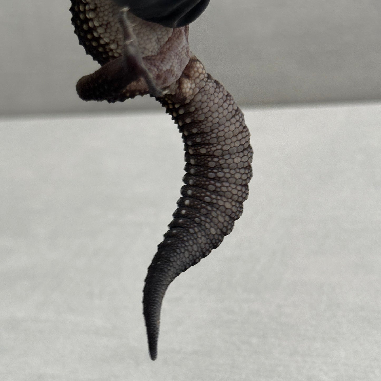 (MALE) Black Night Leopard Gecko 216