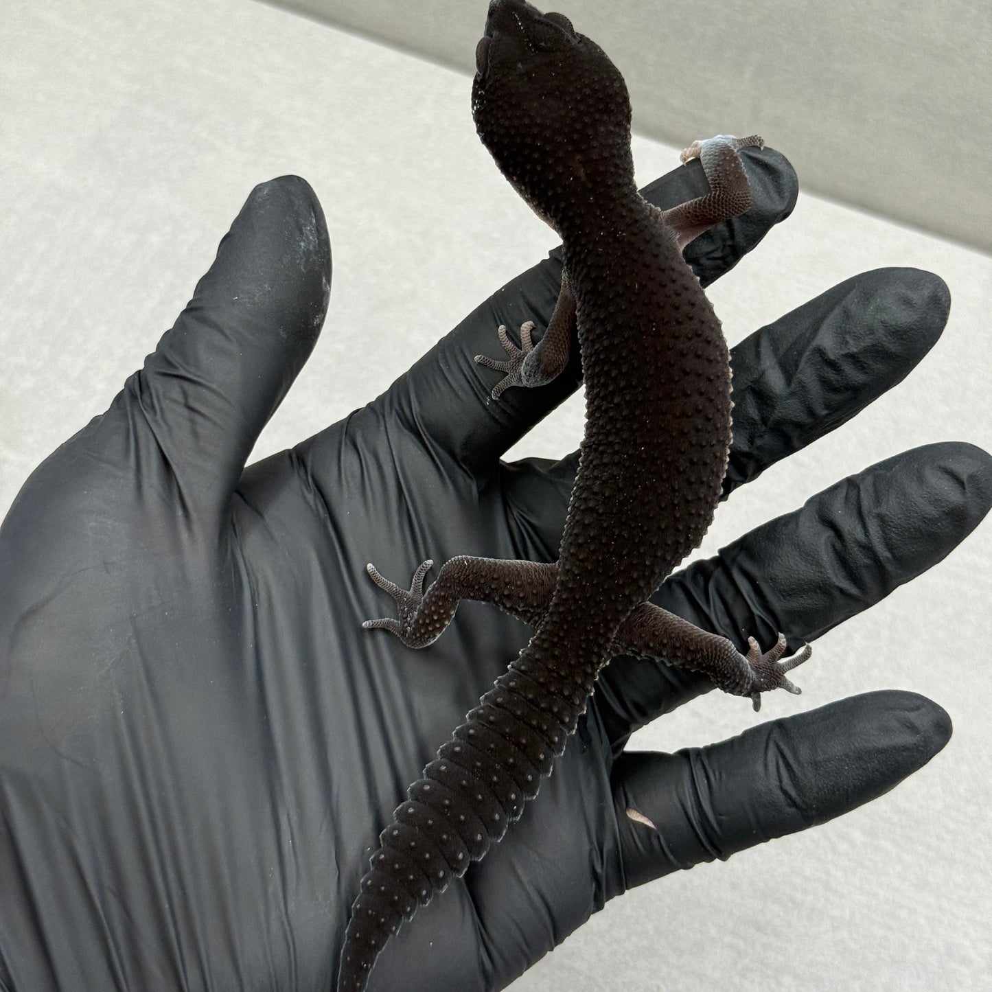 (MALE) Black Night Leopard Gecko 216