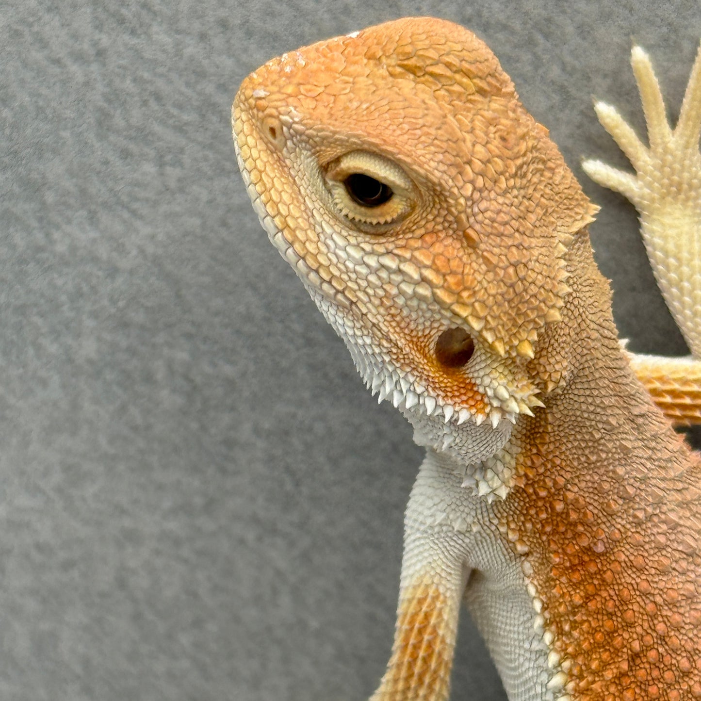 Hypo Witblit Bearded Dragon 219