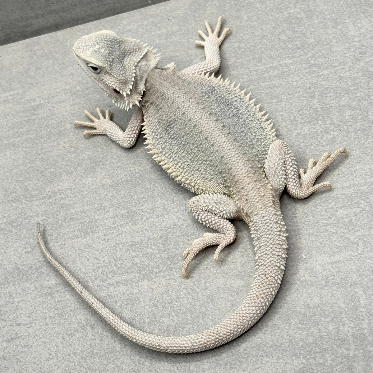 Hypo Zero Bearded Dragon 775