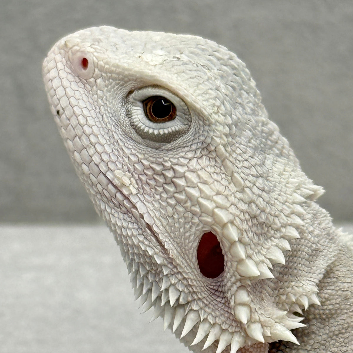 Hypo Zero Bearded Dragon 775
