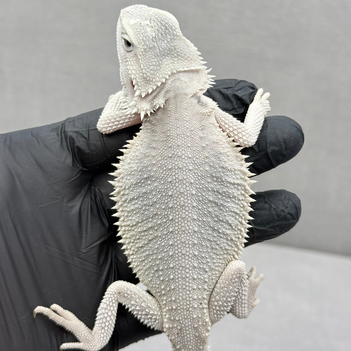 Hypo Zero Bearded Dragon 775