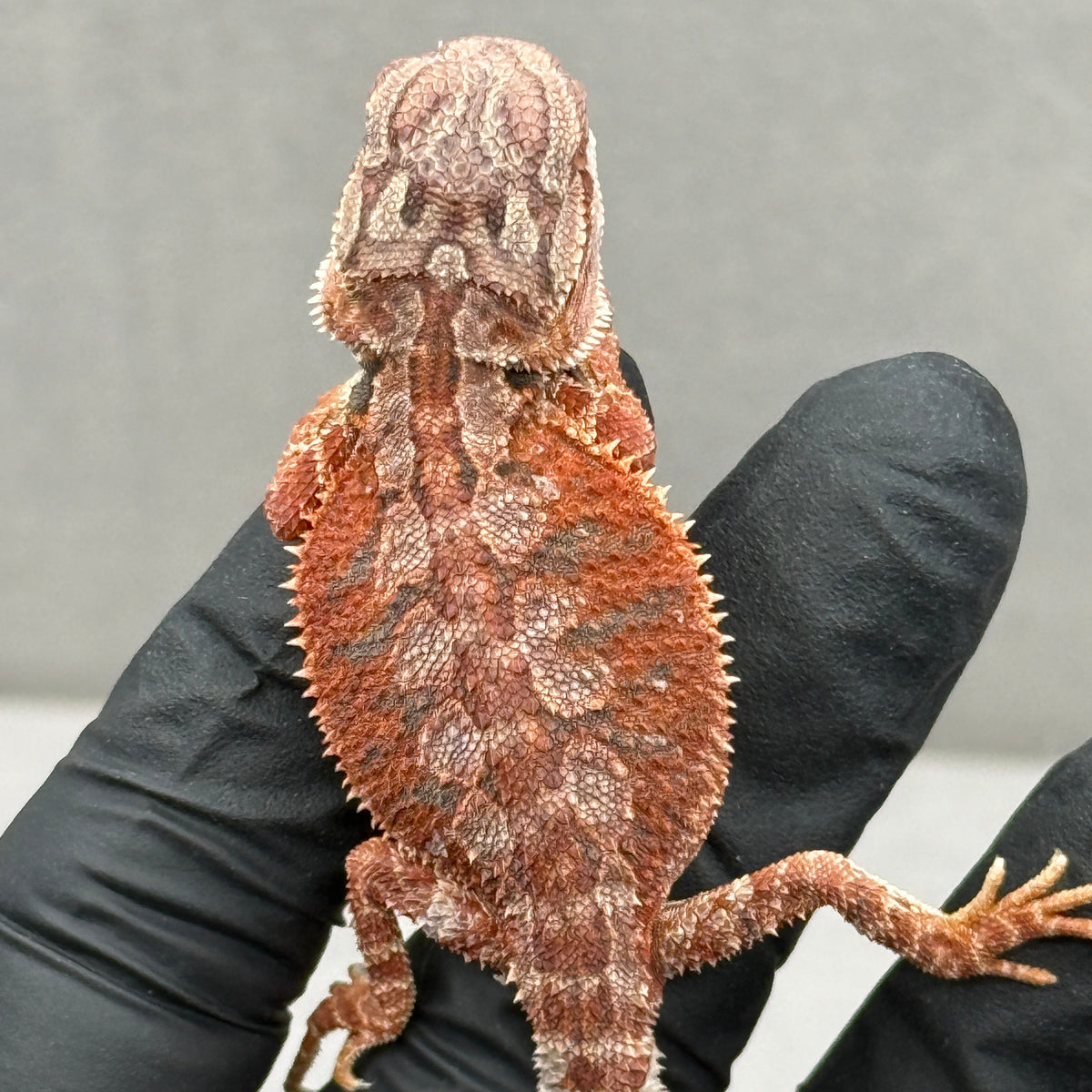 Hypo 75% Red Monster w/ Blue Bar 952