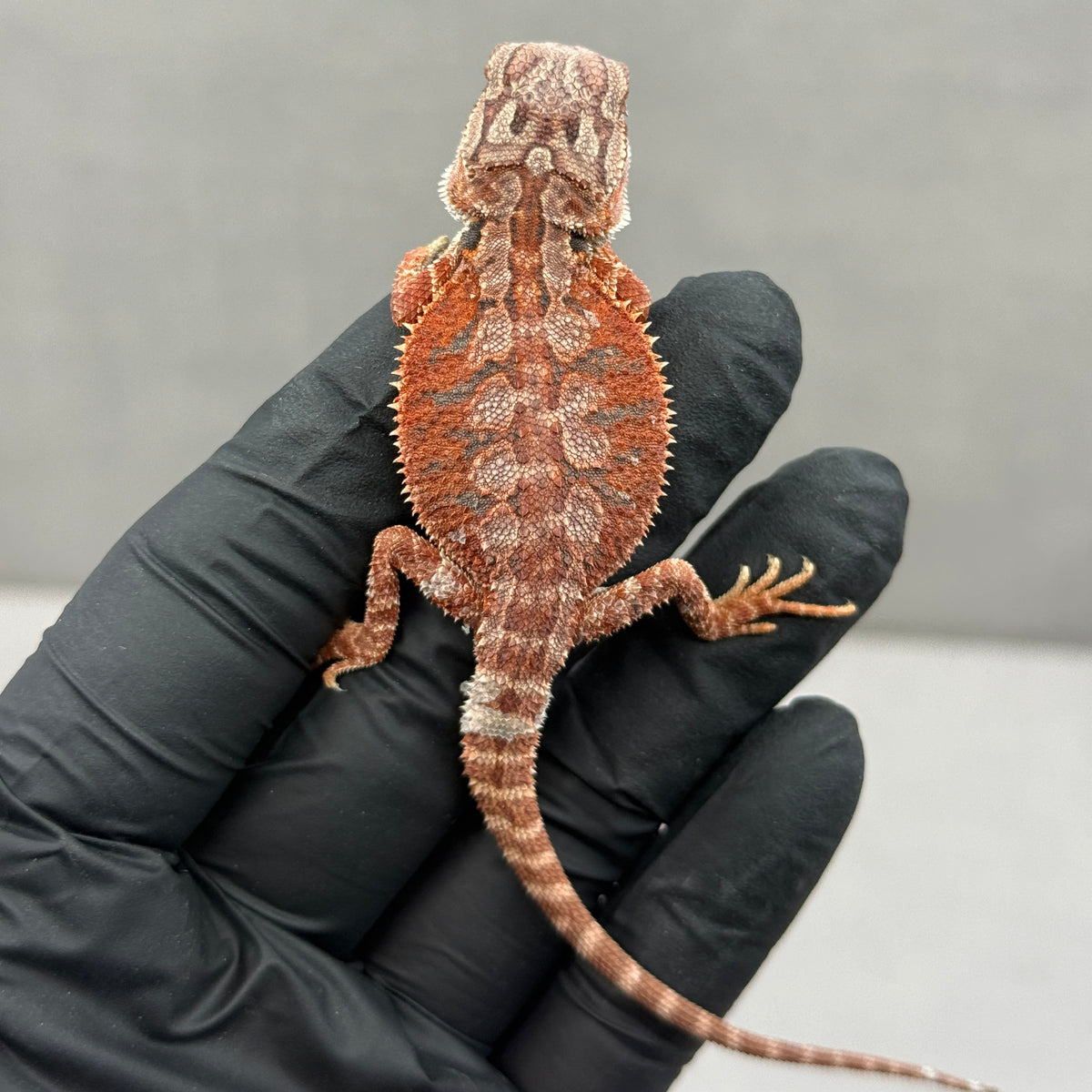 Hypo 75% Red Monster w/ Blue Bar 952