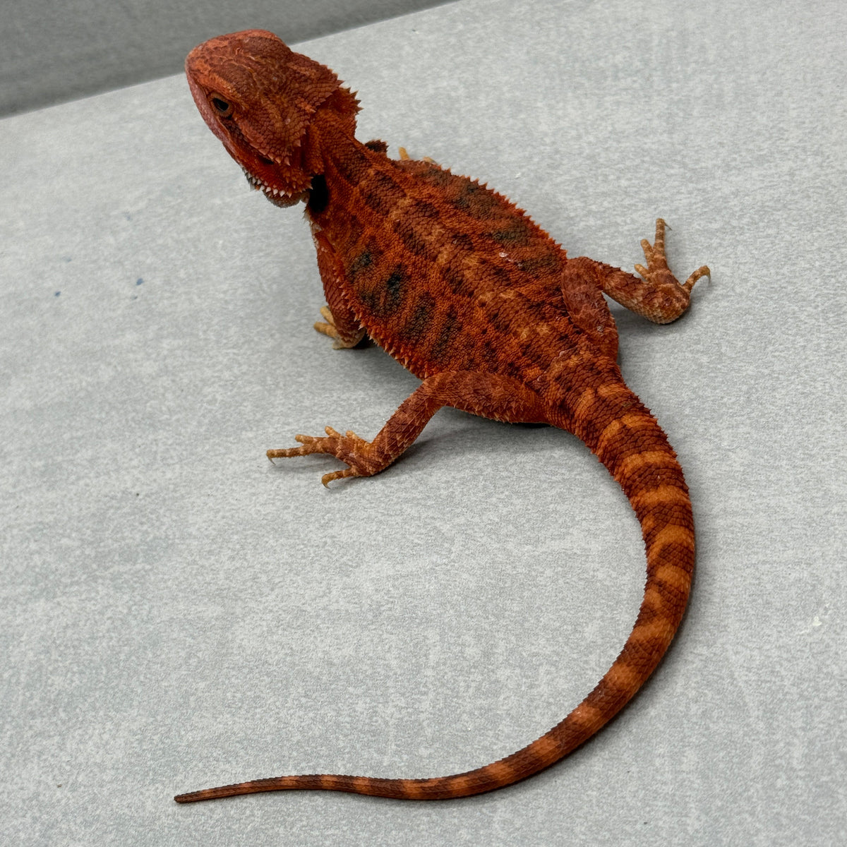 Red Bearded Dragon 430
