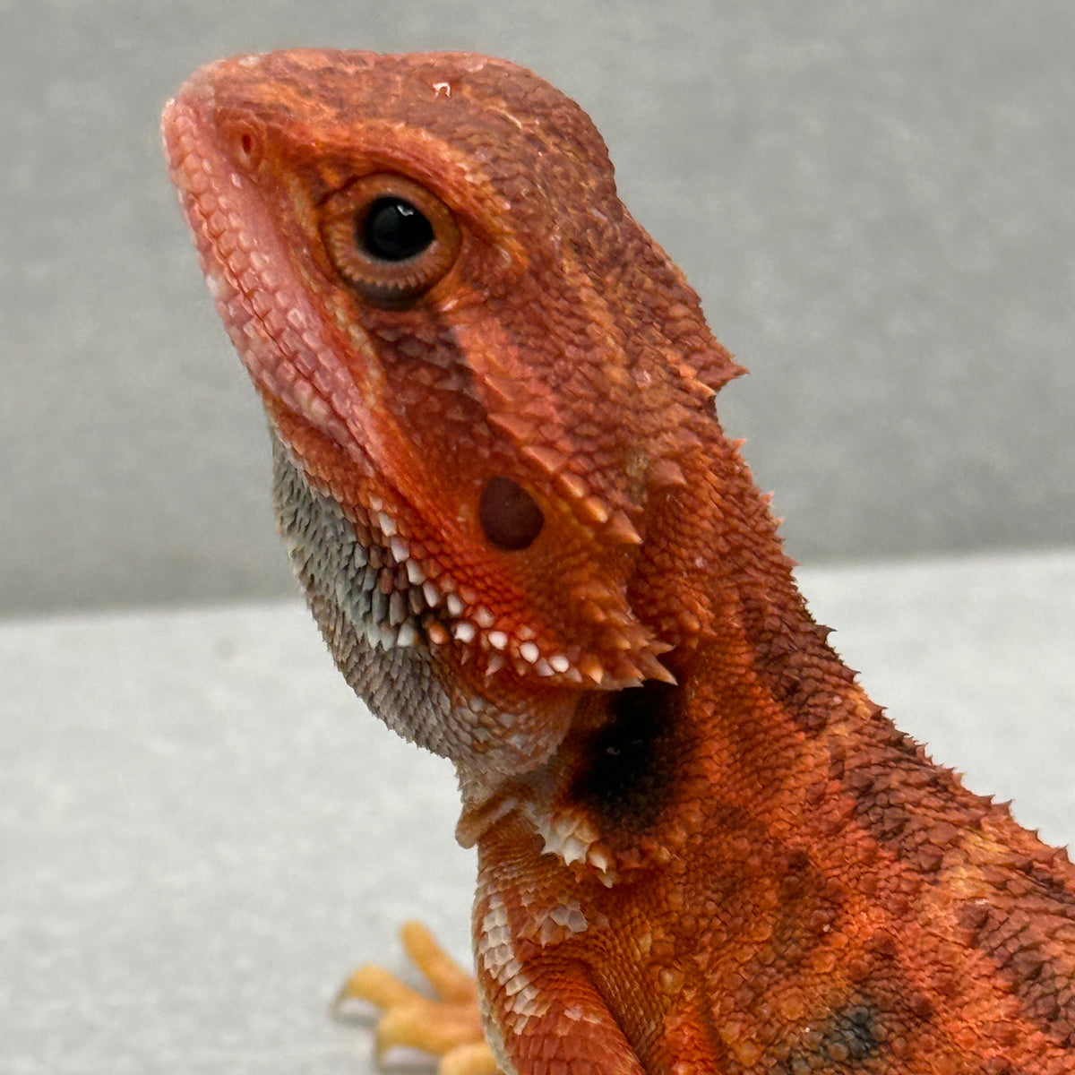 Red Bearded Dragon 430