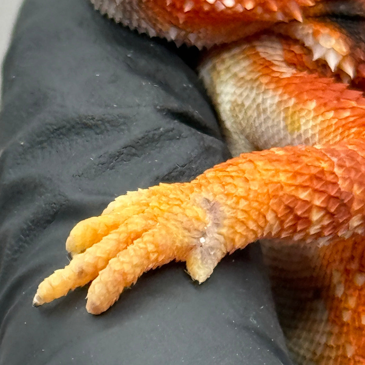 Red Bearded Dragon 430