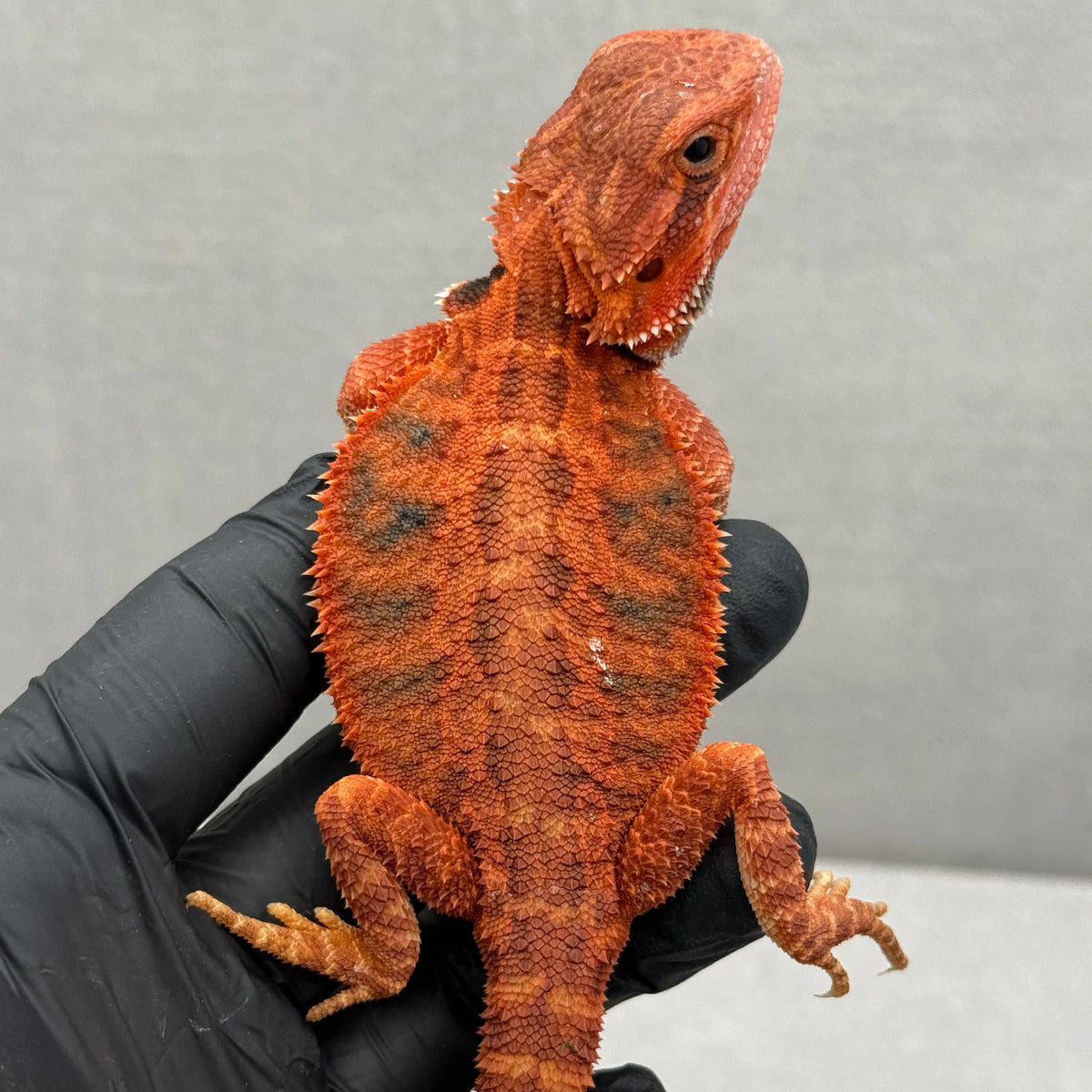 Red Bearded Dragon 430