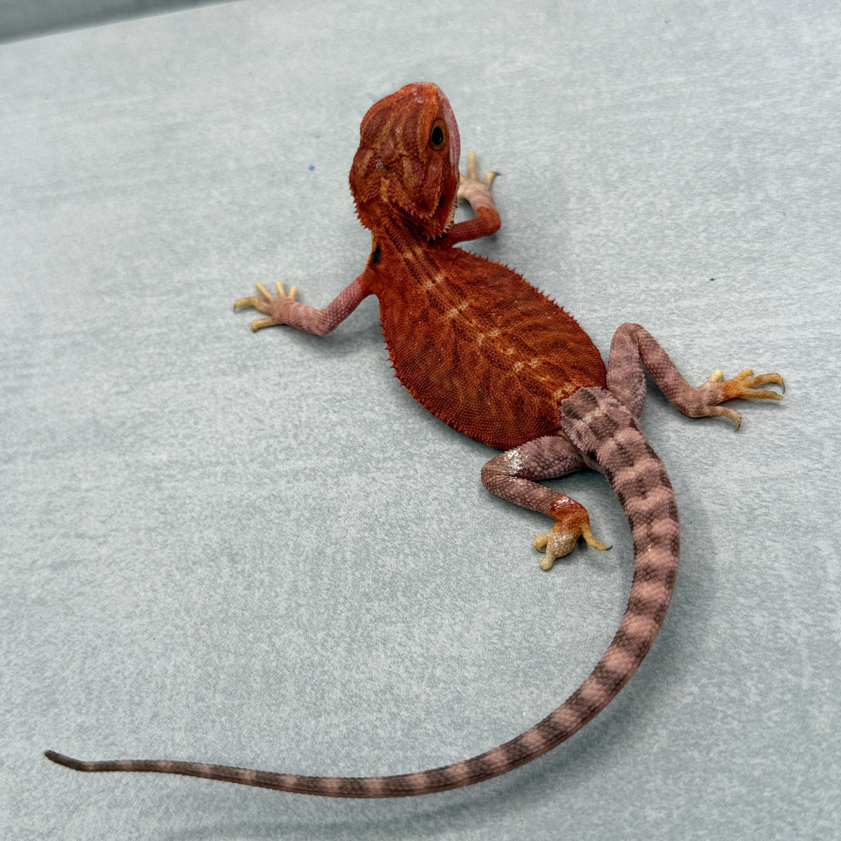 Red Trans Leatherback Bearded Dragon 431