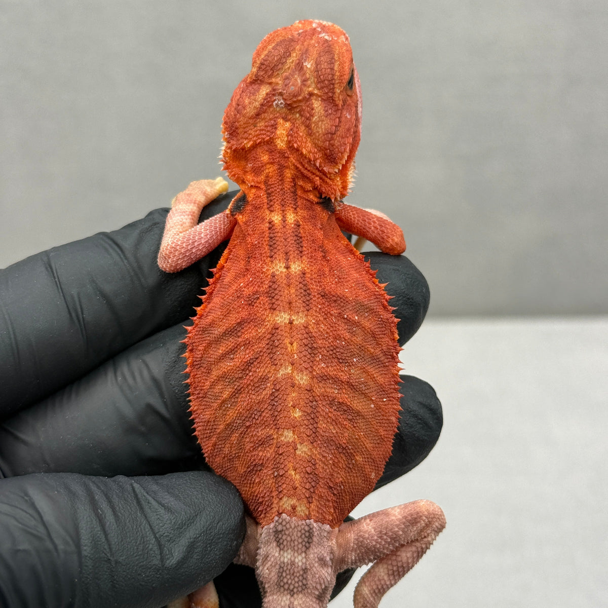 Red Trans Leatherback Bearded Dragon 431