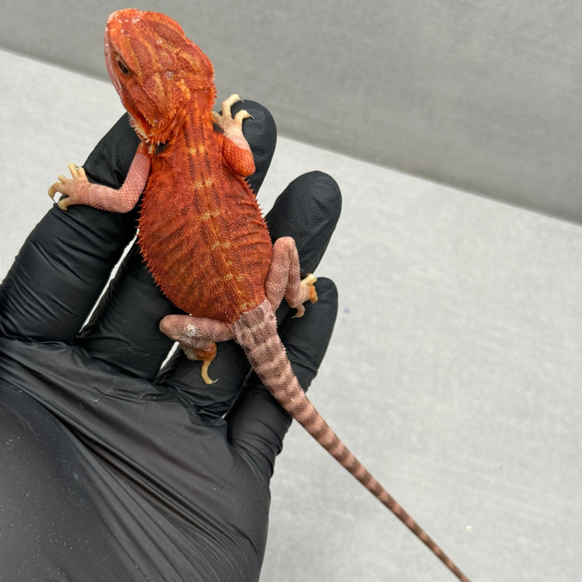 Red Trans Leatherback Bearded Dragon 431