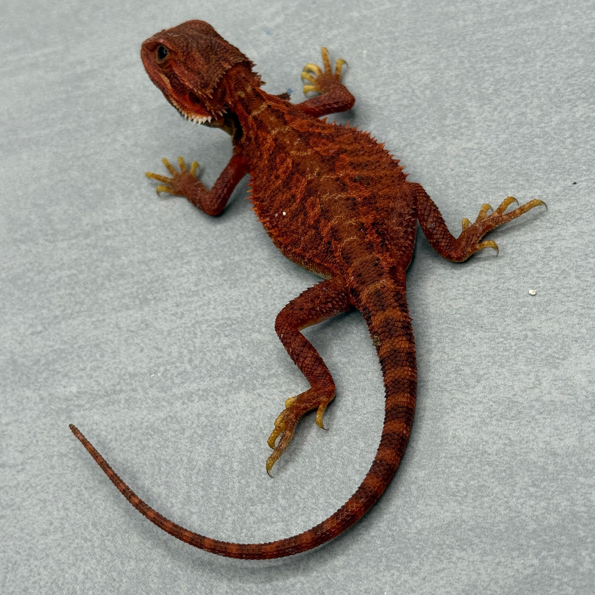 Red Trans Bearded Dragon 432