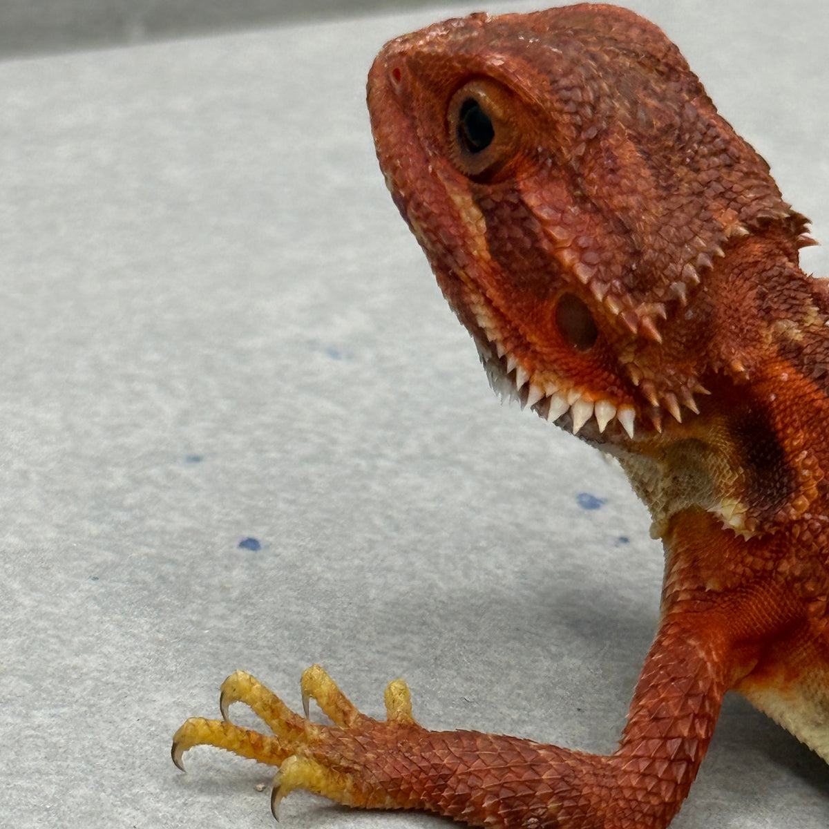 Red Trans Bearded Dragon 432