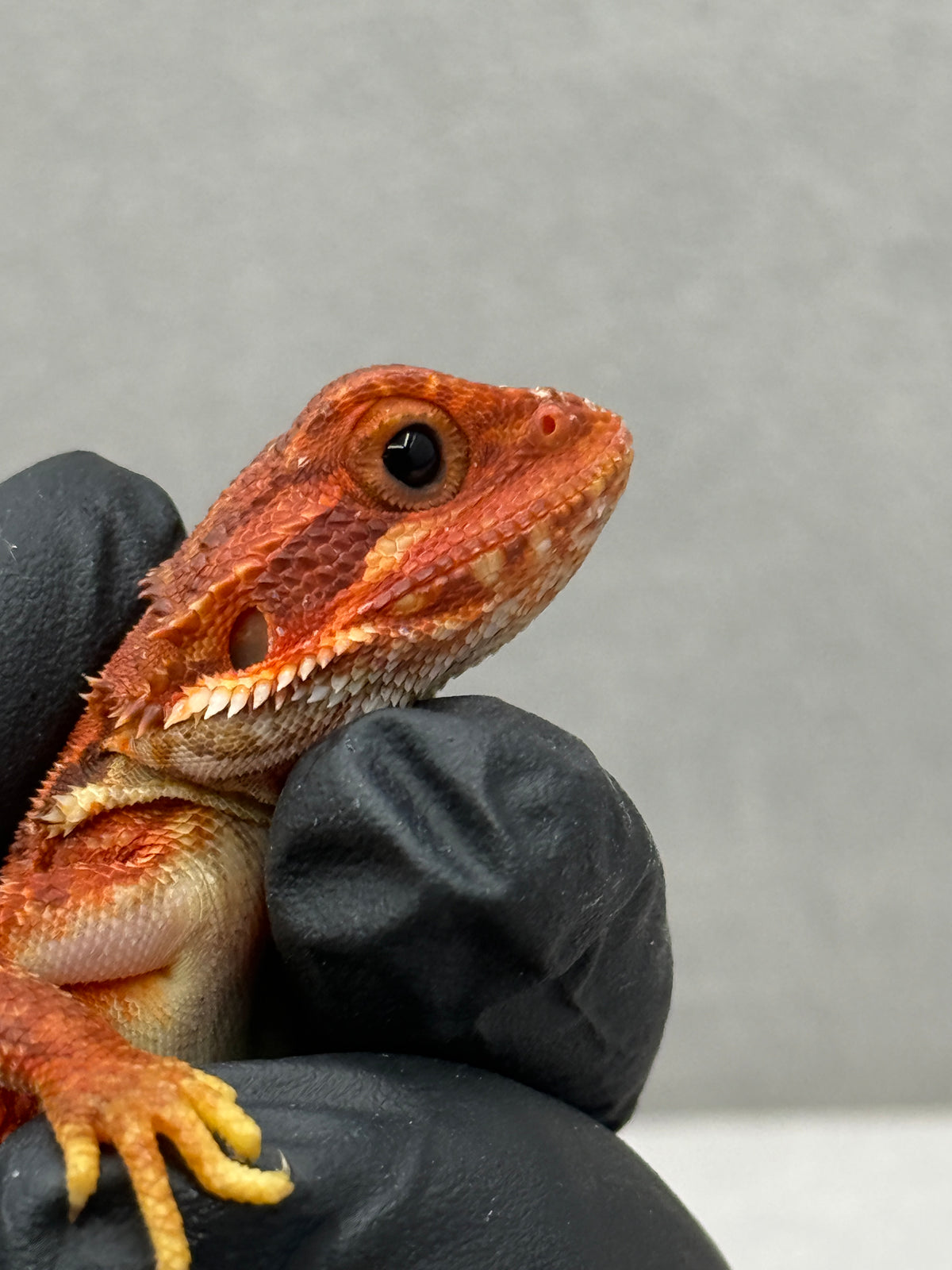 Red Trans Bearded Dragon 432