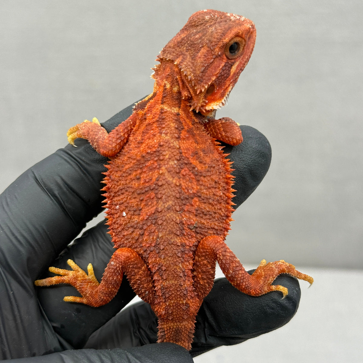 Red Trans Bearded Dragon 432