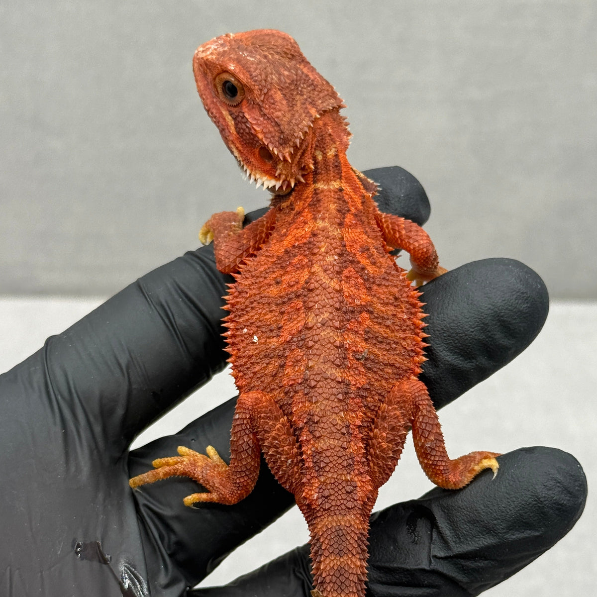 Red Trans Bearded Dragon 432