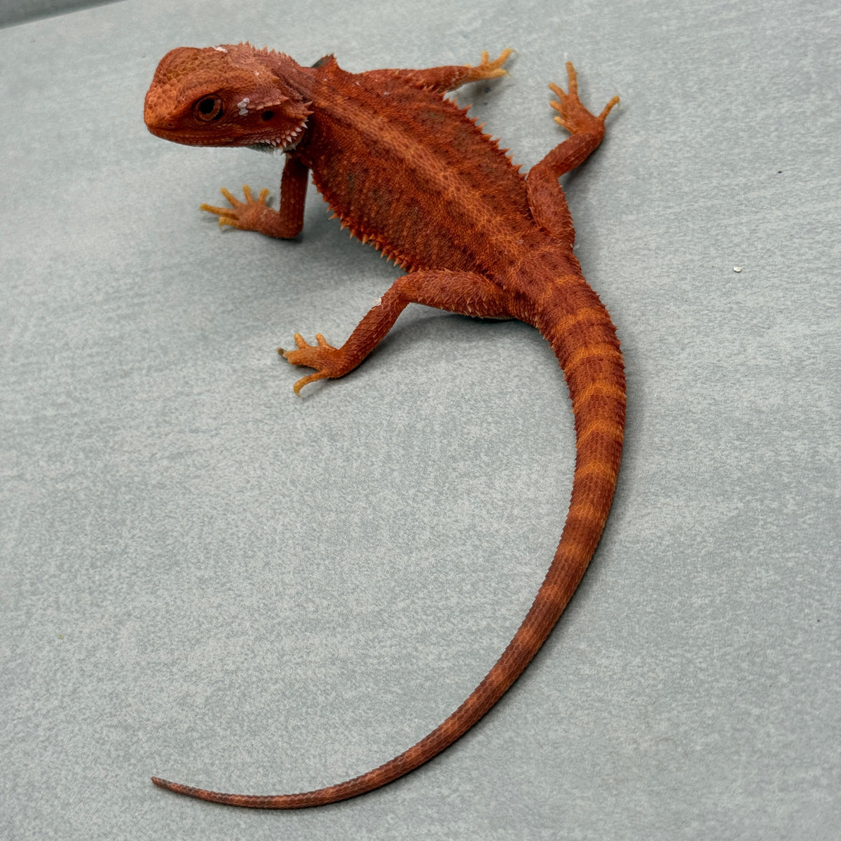 Hypo Trans Red Bearded Dragon 433
