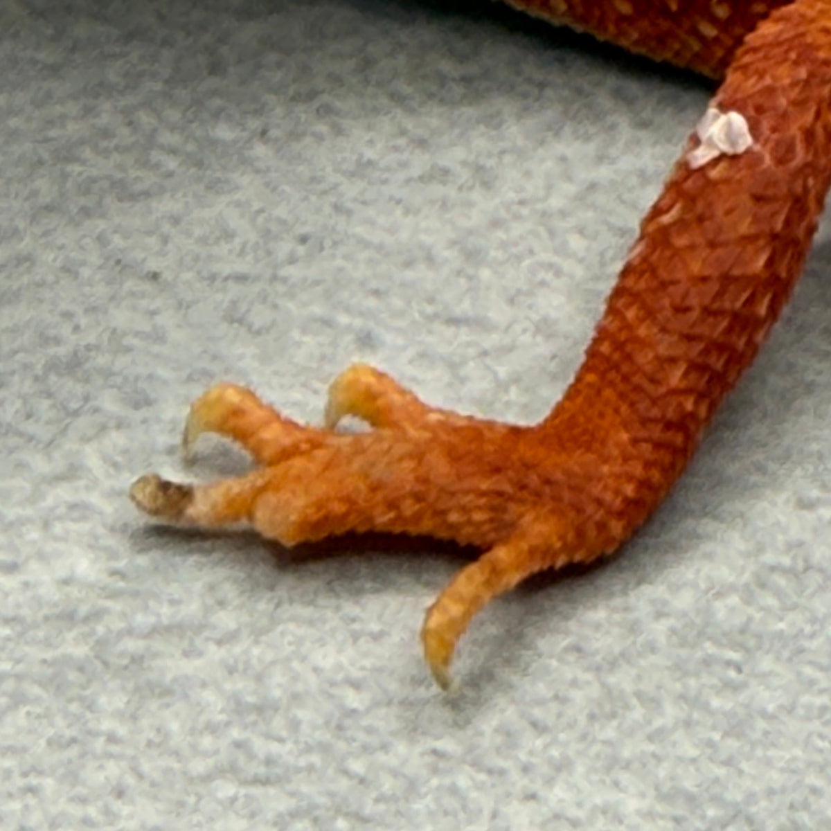 Hypo Trans Red Bearded Dragon 433