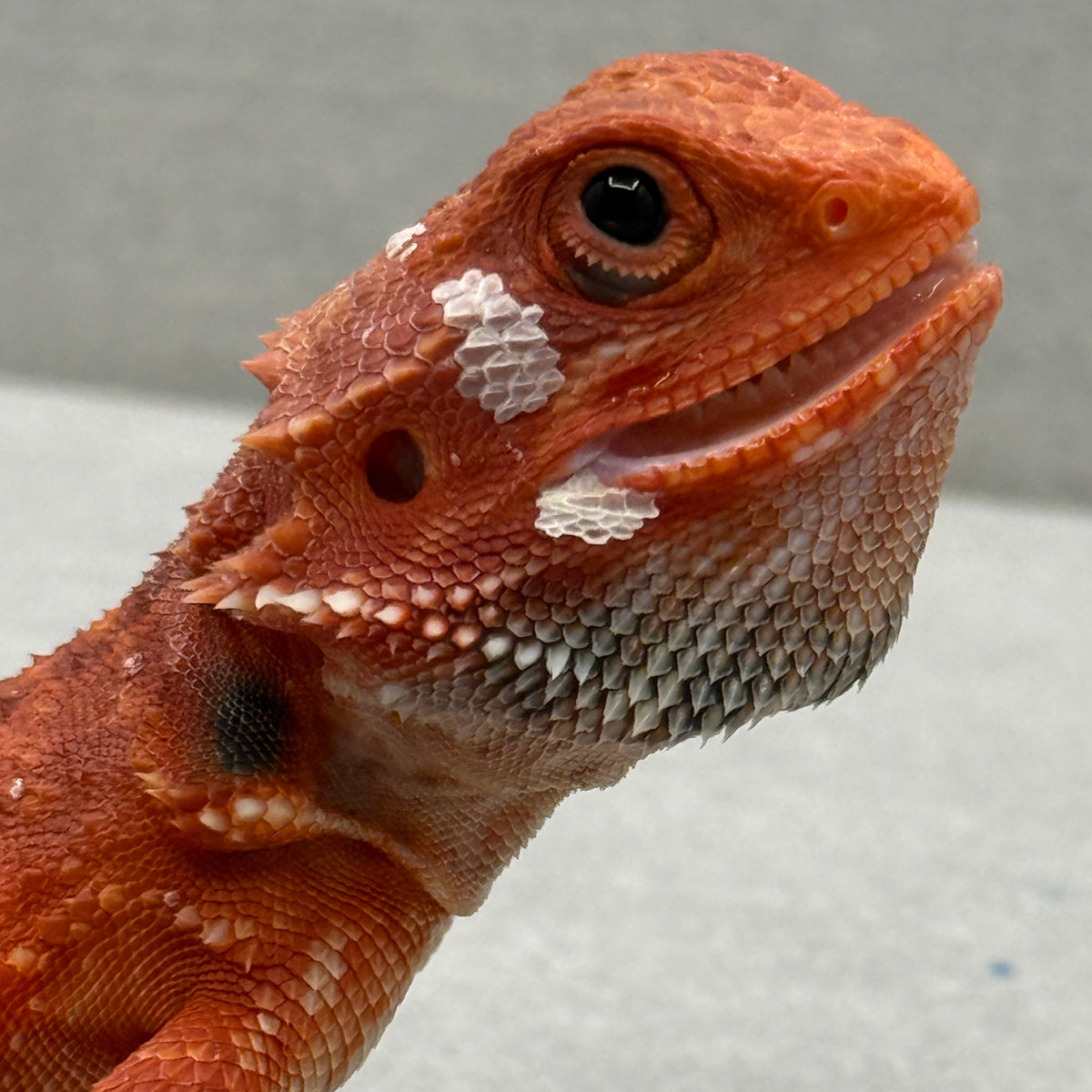 Hypo Trans Red Bearded Dragon 433