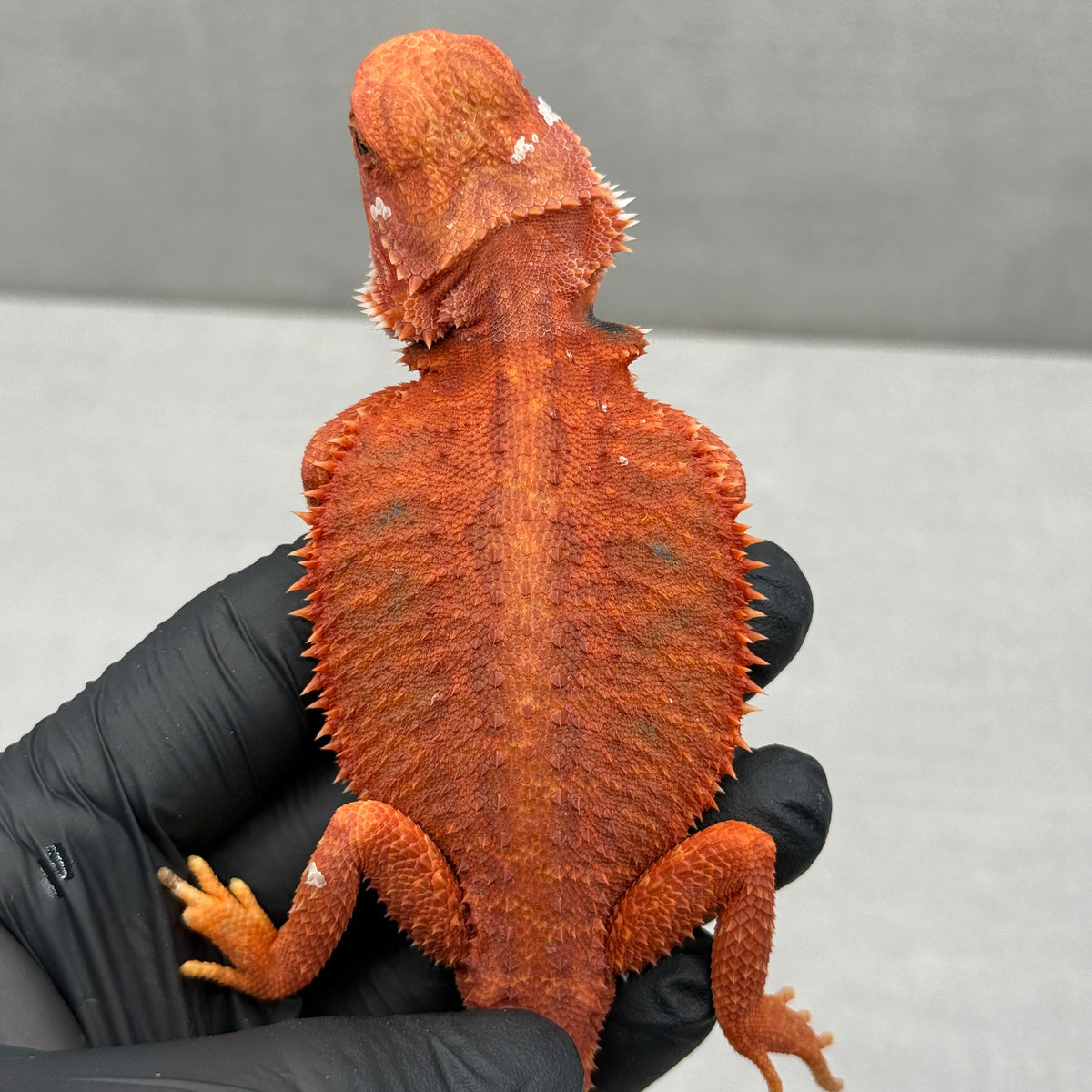 Hypo Trans Red Bearded Dragon 433