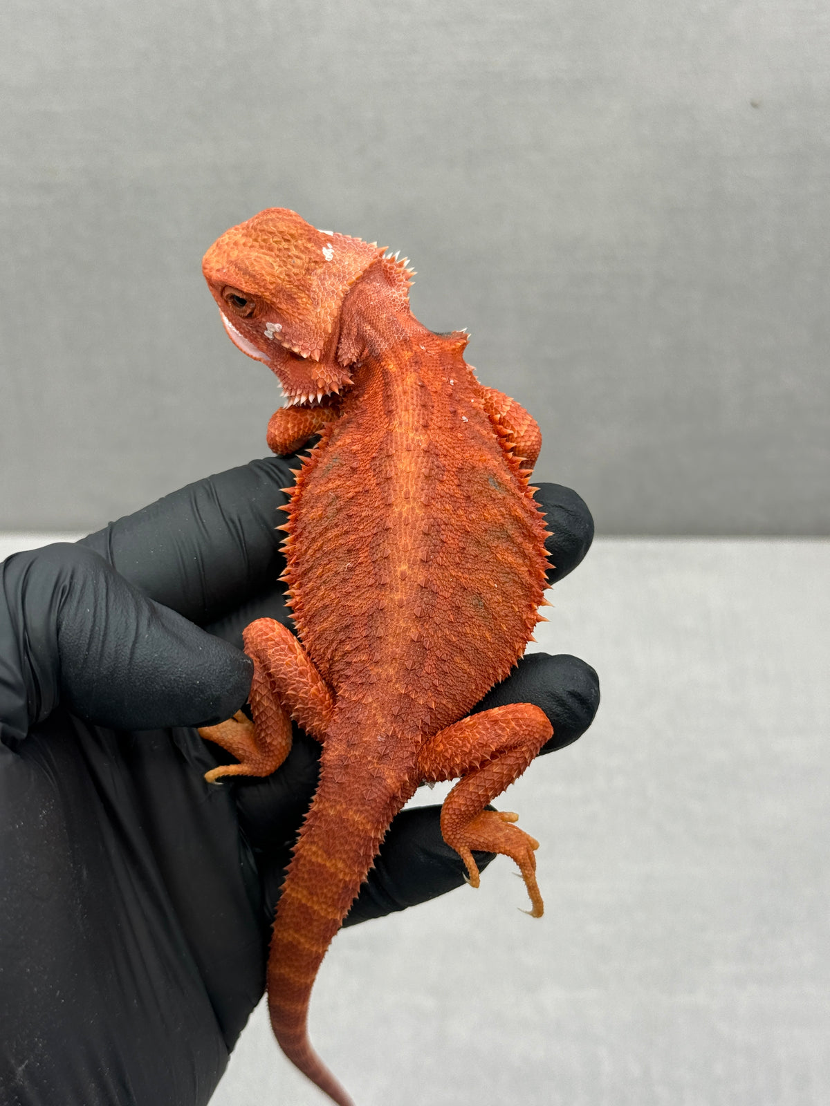 Hypo Trans Red Bearded Dragon 433