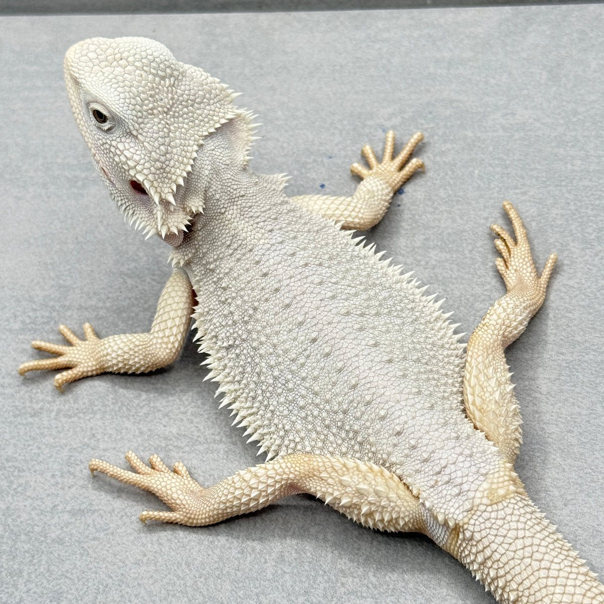 WHITE Hypo Zero Bearded Dragon 776