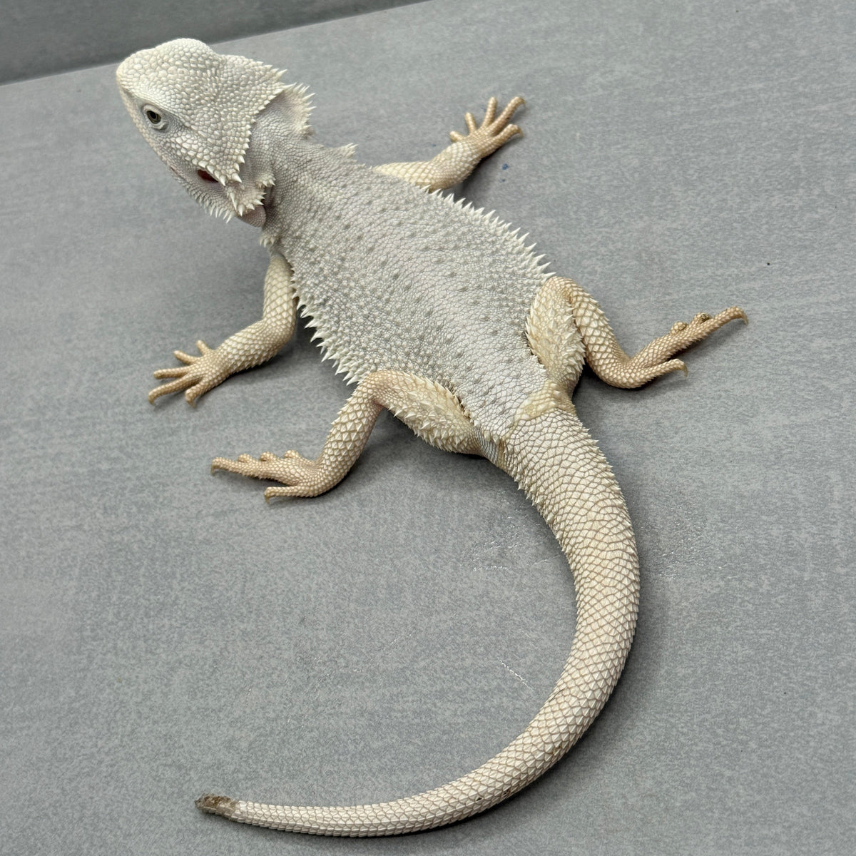 WHITE Hypo Zero Bearded Dragon 776
