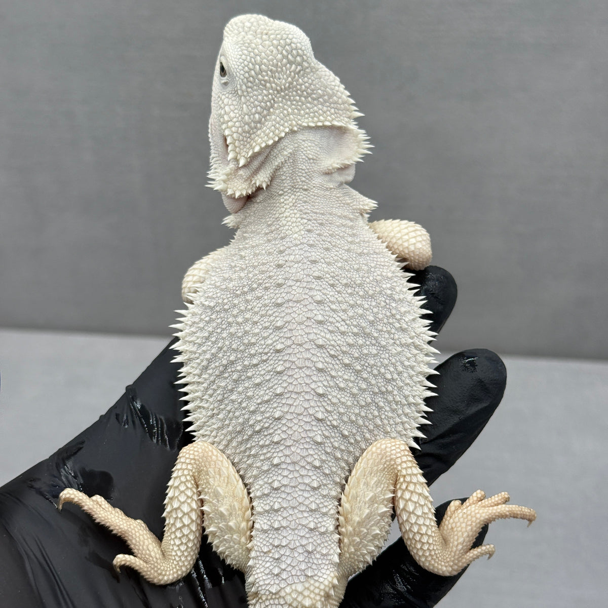 WHITE Hypo Zero Bearded Dragon 776