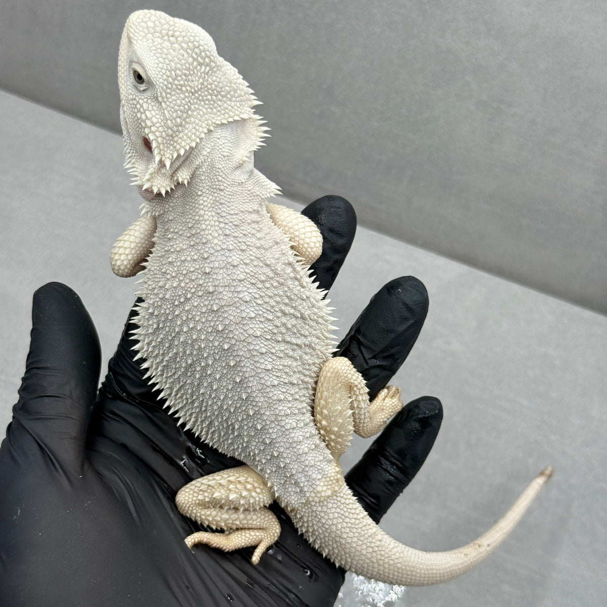 WHITE Hypo Zero Bearded Dragon 776