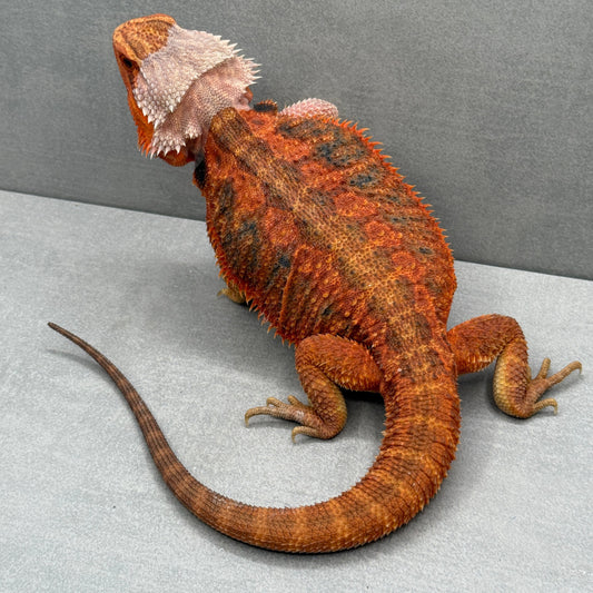 Hypo Trans Orange Bearded Dragon 263