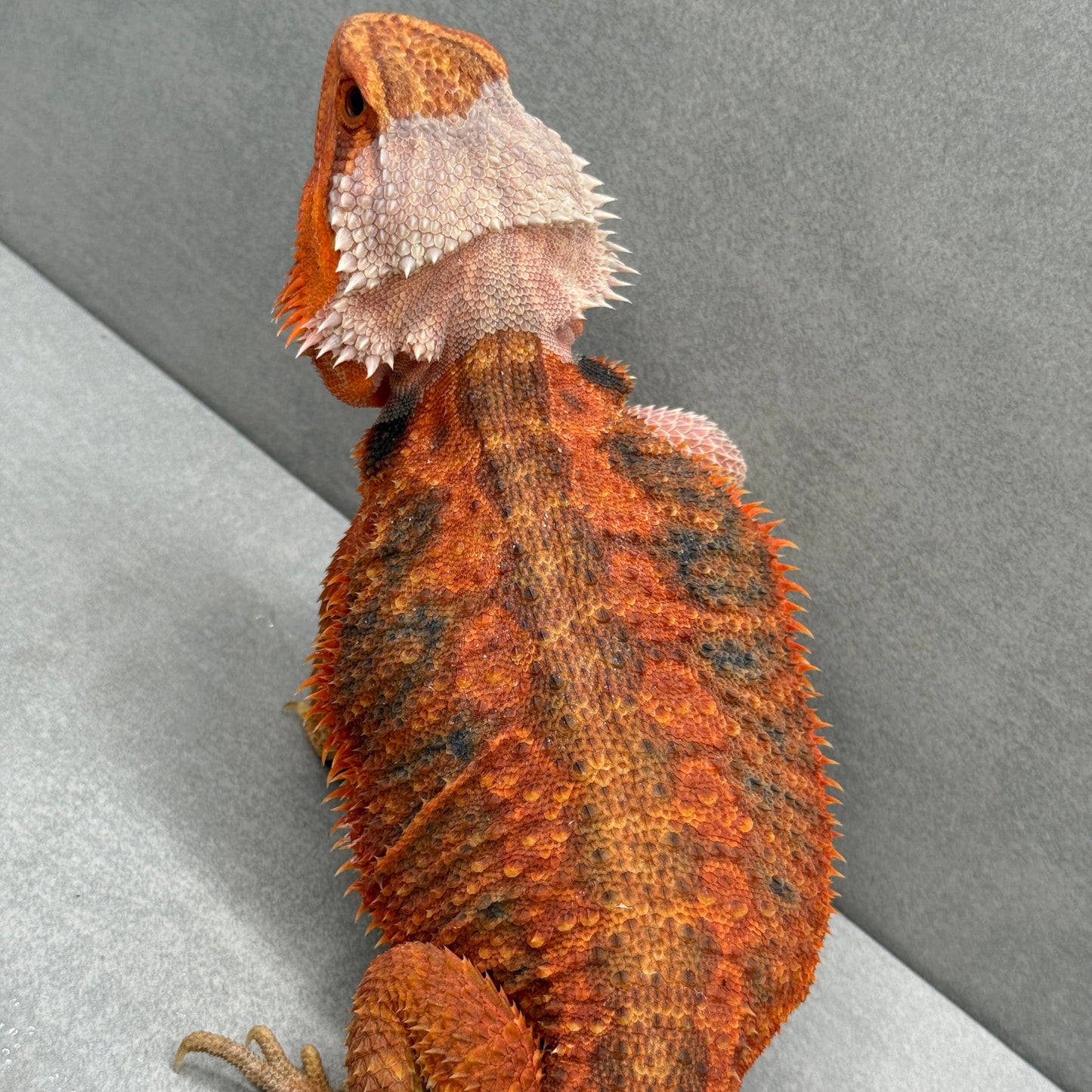 Hypo Trans Orange Bearded Dragon 263