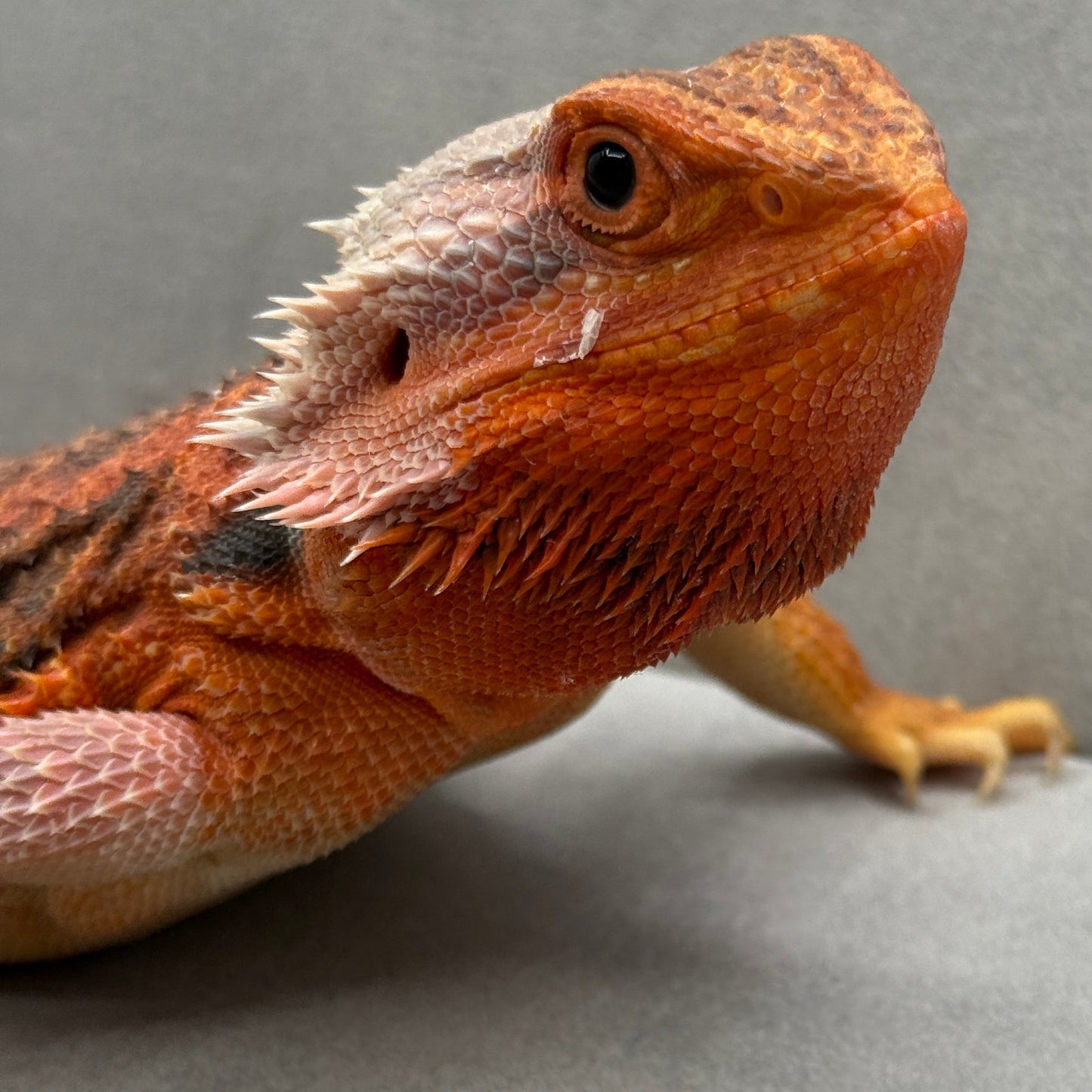 Hypo Trans Orange Bearded Dragon 263