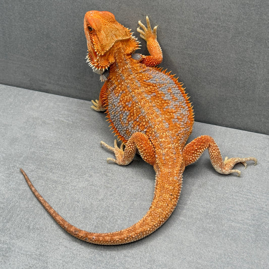 Hypo Dunner Orange Bearded Dragon 264