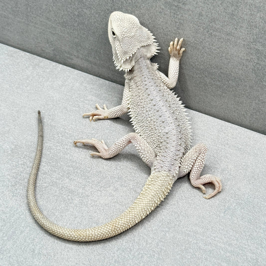 Hypo Zero Bearded Dragon 267