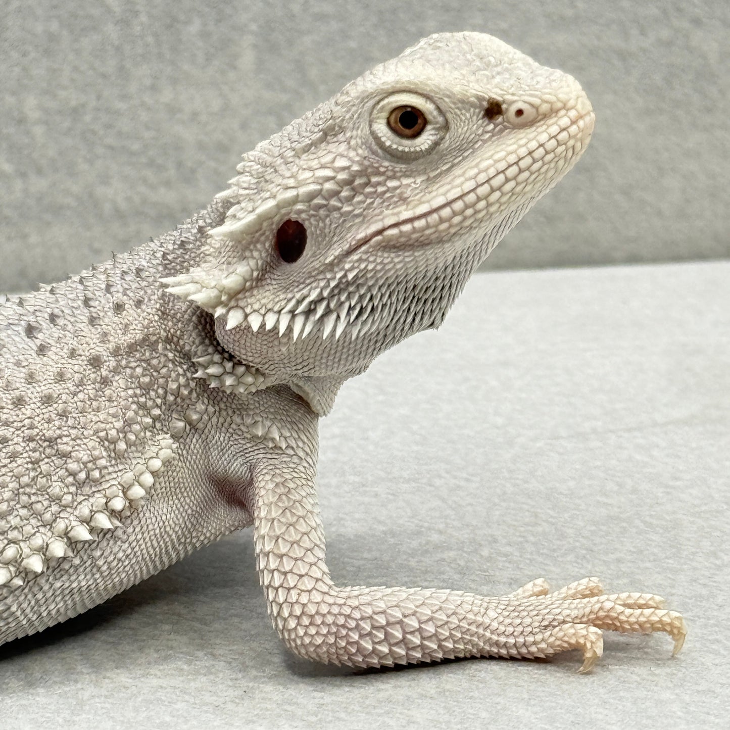 Hypo Zero Bearded Dragon 267