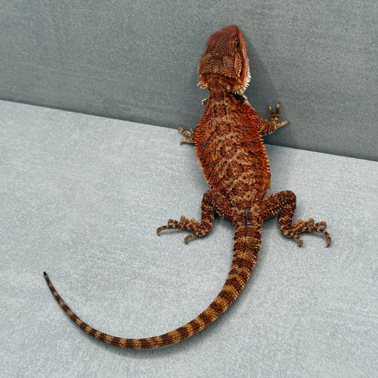 Full Red Monster Bearded Dragon 268