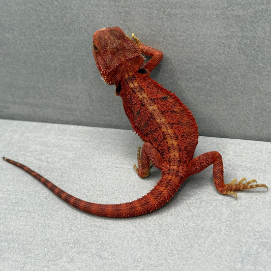 Red Trans Bearded Dragon 269